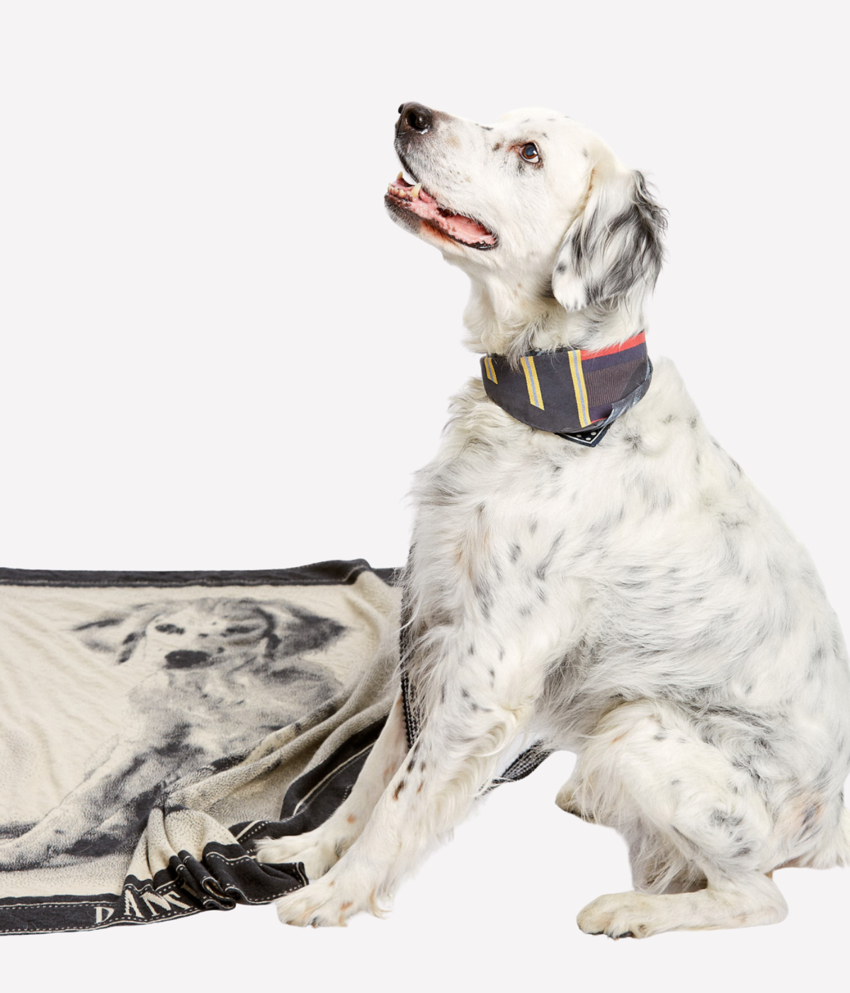 A white and gray spotted dog wearing a navy bandana collar, sitting next to a beige and black printed blanket