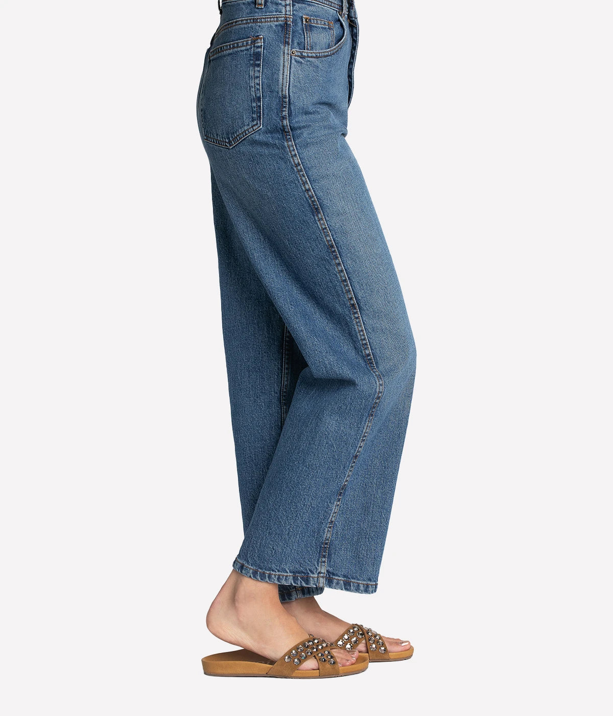 Analis in Aplaca Castoro